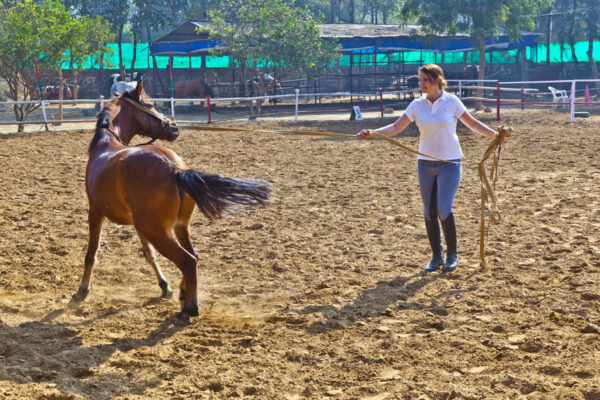 horse breaking and horse training by saddle and bit