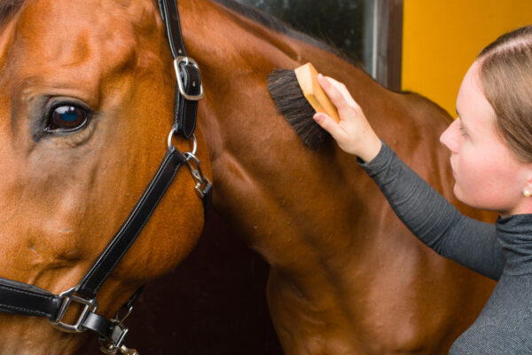 horse sales preparation grooming horse care management facility