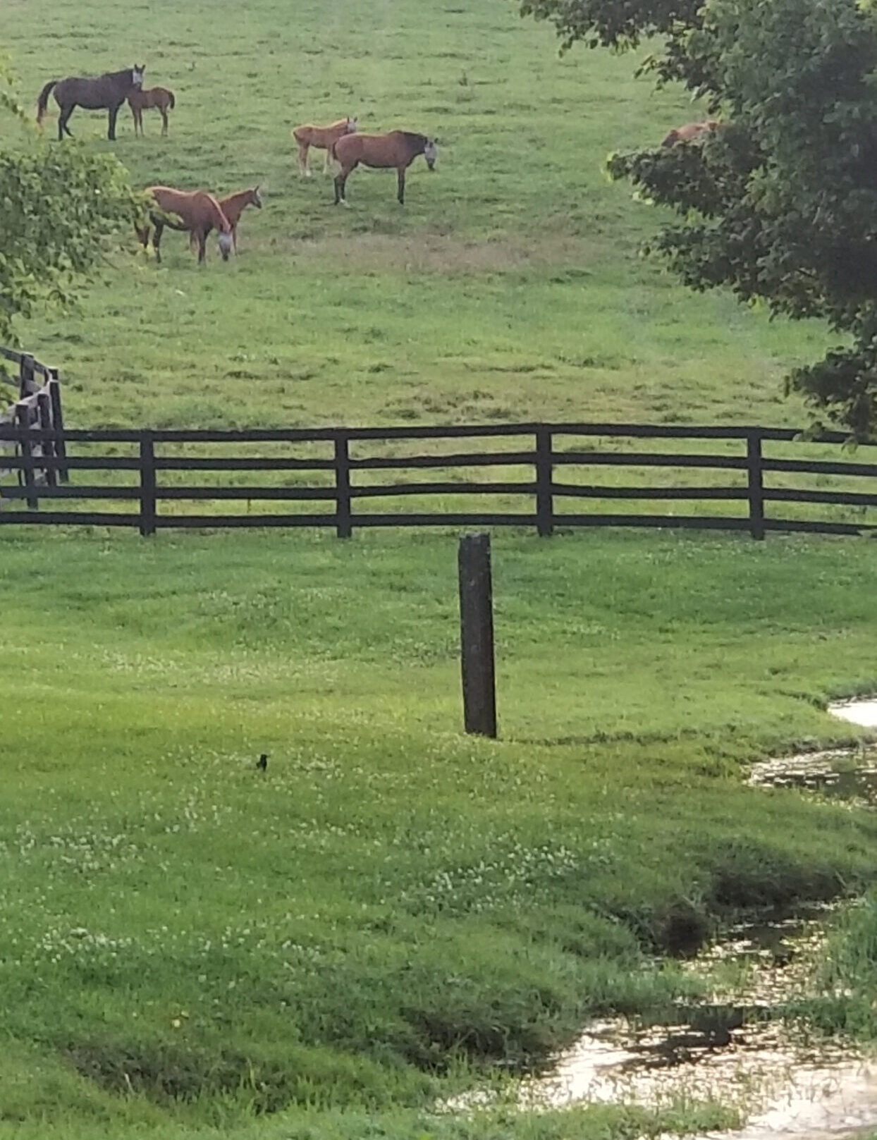 Terms and Services Rose Hill Farm